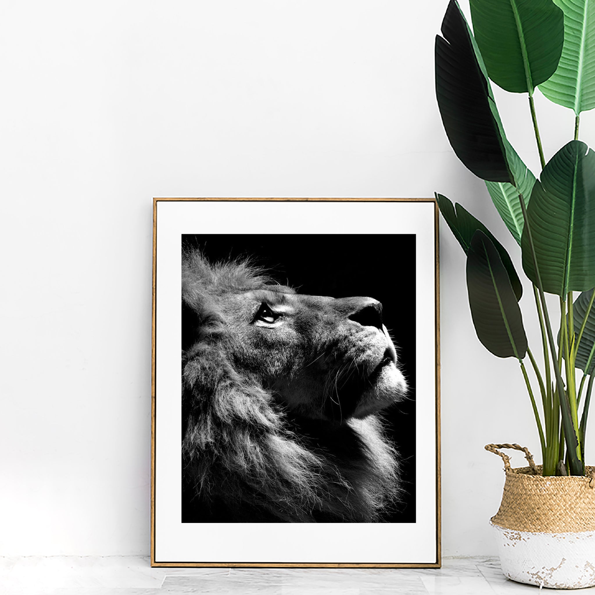 Lion photo prints A3