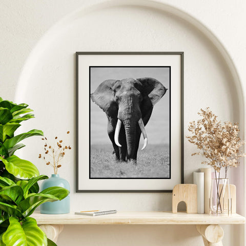 Elephant photo prints A3